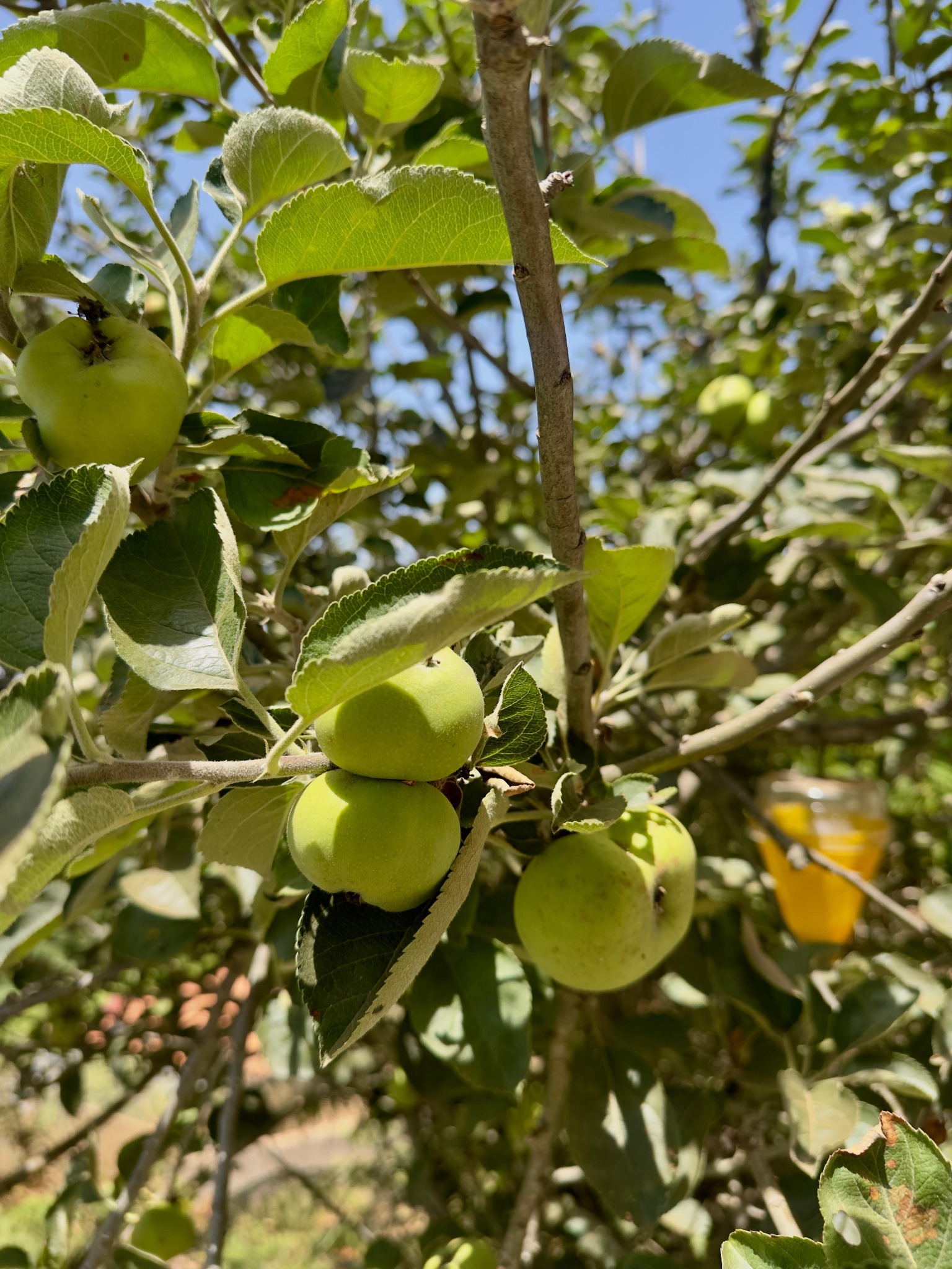 Manzanas de la finca de El Lagar de Valleseco®