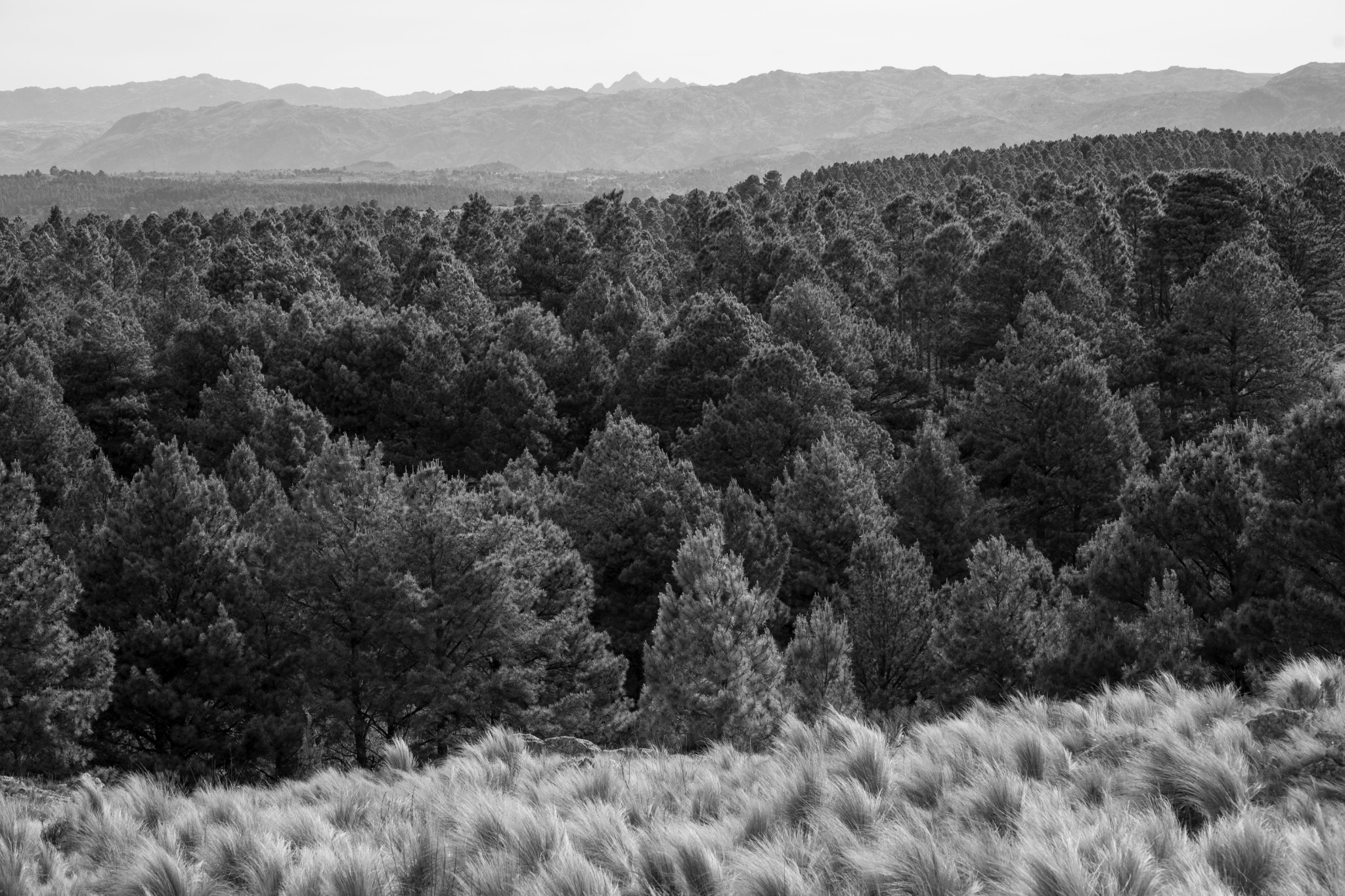 Paisaje de pinares y montañas de Gran Canaria